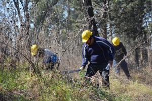 Inicia el deshierbe en el Cerro de la Estrella para evitar incendios forestales.