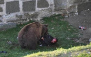 La línea de alerta de osos en Florida tuvo seis mil 700 quejas en el 2013