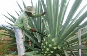 Los productores de agave, confundidos y divididos. La autoridad, bajo presiones del influyentismo