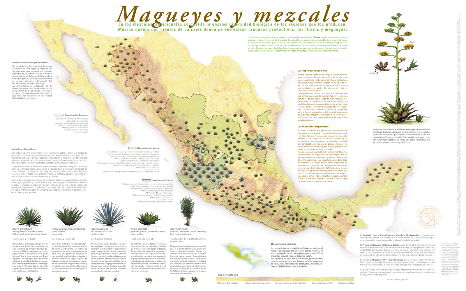 1+MAGUEYES+Y+DIVERSIDAD