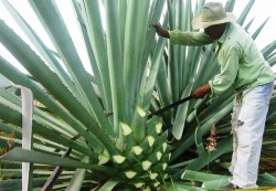 La batalla por la producción del mezcal