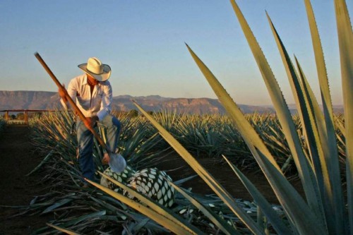 Impulsan productores organismo que sustituya al Comercam