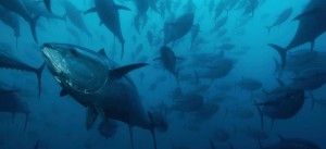 atun-aleta-azul