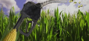 Un tanque de gasolina de un automóvil mediano requiere la misma cantidad de grano de maíz que un africano para alimentarse durante un año