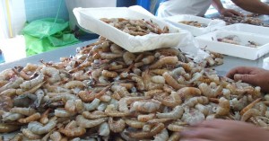 Este año, habrá 140 millones de pesos para apoyar la adquisición de larvas para la siembra en los estados de Sinaloa, Sonora y Nayarit