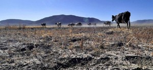 8 de cada 10 entrevistados por el Centro de Estudios Sociales y de Opinión Pública (CESOP) calificó de “grave” el cambio climático