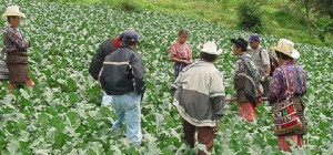 Se tiene el compromiso de generar alimentos de calidad