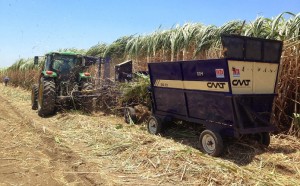 Con cifras preliminares de Sagarpa, el INEGI detalló que el incremento reportado se originó por un mayor dinamismo del sector agrícola