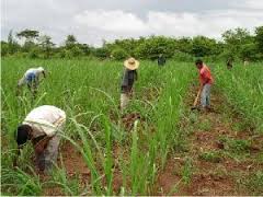 Campesinos, otra parte importante del sector social