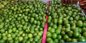 De no controlarse la plaga habrá mayores riesgos en Jalisco, Veracruz, Yucatán, Chiapas y particularmente en Colima