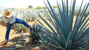 Trabajo duro el de los mezcaleros en México