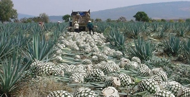 La imposición de cambios a la NOM-070 amenaza a productores