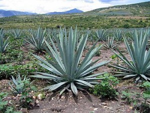 Agave, materia prima