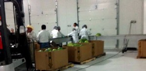 Transita México hacia un comercio de mercancías agropecuarias ágil, eficiente y seguro: