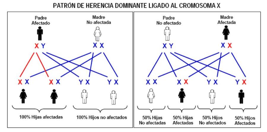 dominante sexo dominante sexo