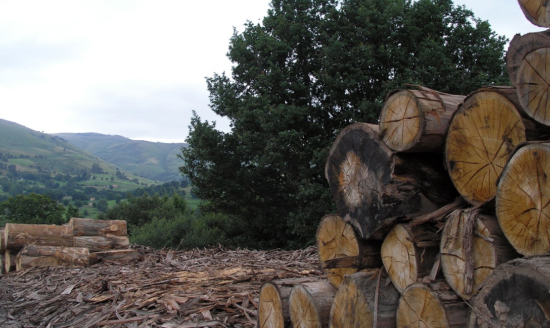 Por tala clandestina y sobreexplotación, se extraen cerca de 13 millones de hectáreas de madera Por tala clandestina y sobreexplotación, se extraen cerca de 13 millones de hectáreas de madera