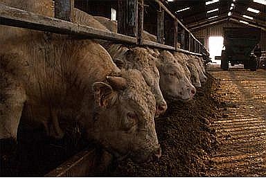 vacas