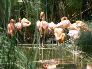 Vive en Chapultepec la experiencia del Festival Mundial de las Aves 2014