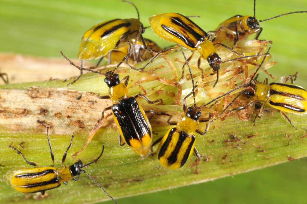 superinsectos