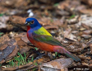 Peligra especie de ave canora.