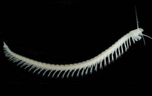 Xilbalbanus Tulumensis
