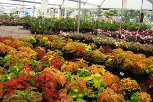 Vivero en Atlixco