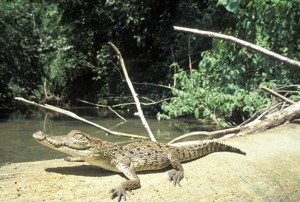 LOS TUXTLAX, VERACRUZ, 18SEPTIEMBRE2015.- La Comisión Nacional de Áreas Naturales Protegidas (CONANP), realizó la liberación de 42 crías de cocodrilo de pantano (Cocodrylus moreletti), en la Reserva de la Biosfera Los Tuxtlas, en el estado de Veracruz con el fin de contribuir a la recuperación de las poblaciones de esta especie. La liberación forma parte del trabajo que realiza la CONANP, en coordinación con la CONABIO en el marco del “Programa de Monitoreo del cocodrilo de pantano México-Guatemala-Belice”, implementado en el centro de Veracruz y norte de Oaxaca una de las subregiones para el monitoreo de las poblaciones de estos reptiles. FOTO: CONANP /CUARTOSCURO.COM