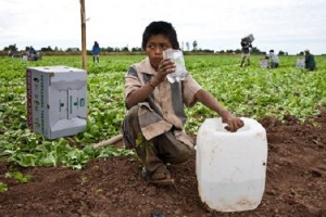 Jornaleros Agricolas