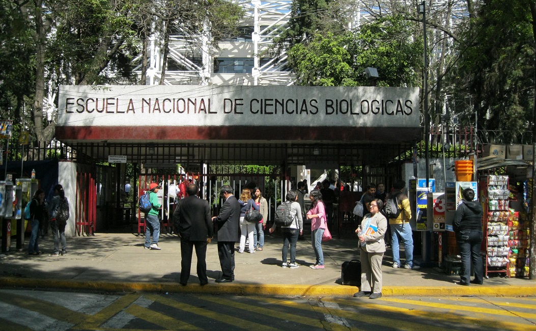 Reducen politécnicos alteraciones cerebrales por destete prematuro