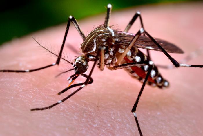 chikungunya