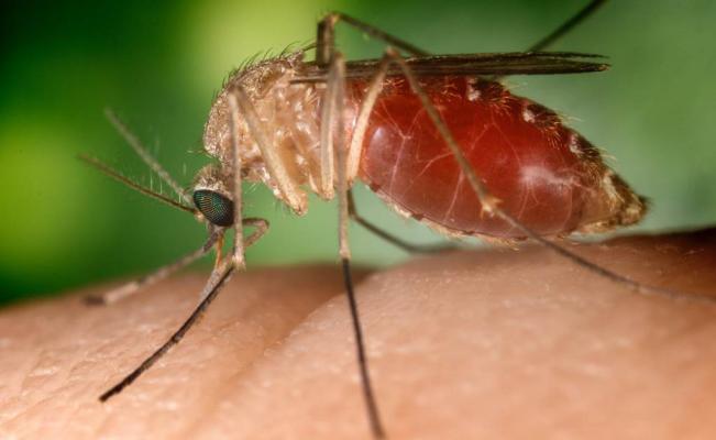 El mosquito es el portdor del virus de Zika, Dengue y Chinkungunya.