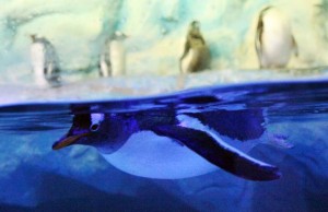 pingus1