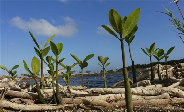 Foto: Greenpeace