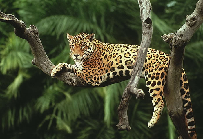 jaguar2.jpg