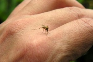 Detectan siete casos del virus chikungunya