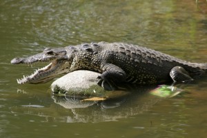 Mediante carteles, avisan de presencia de cocodrilos en Cancún Foto: Cuartoscuro