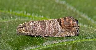 palomilla