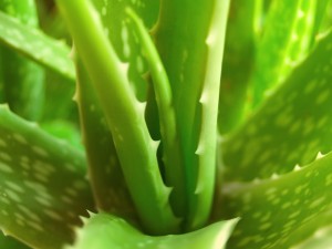 La sábila es una de las diez plantas que incluirá el catálogo.