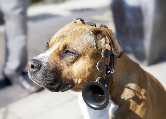 No-More-Woof-charlando-con-perros