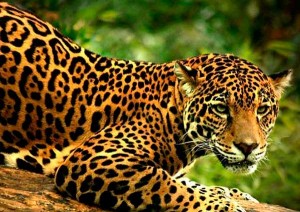 La especie se encuentra en una situación vulnerable.